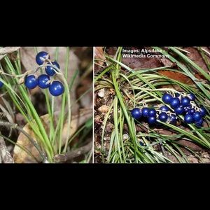 Dwarf Mondo grass bare root 15 starts